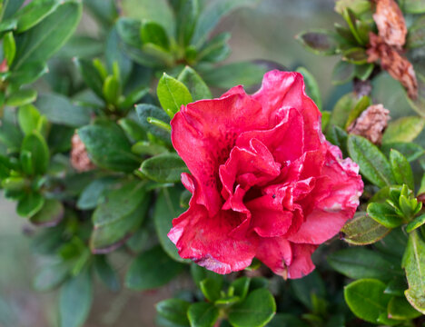 La azalea o, m&aacute;s propiamente, las azaleas (tambi&eacute;n az&aacute;leas, en M&eacute;xico1​) son los arbustos de flores del g&eacute;nero Rhododendron, especialmente las antiguas variedades Tsutsuji (siempreverde) y Pentanthera