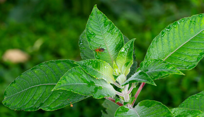 Blumea balsamifera o sambong, es una especie de planta medicinal perteneciente a la familia de las...