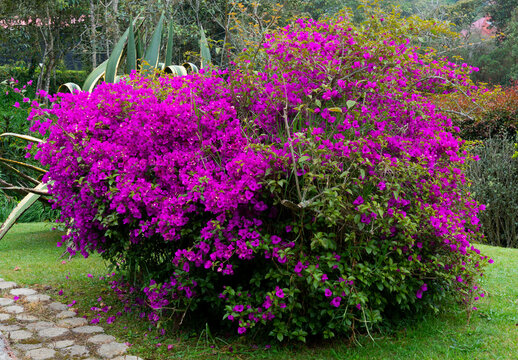 El g&eacute;nero Bougainvillea, conocido popularmente como veranera, trinitaria, buganvilla, buganvilia o bugambilia,es un g&eacute;nero de la familia Nyctaginaceae, con 18 especies aceptadas de las 35 descritas