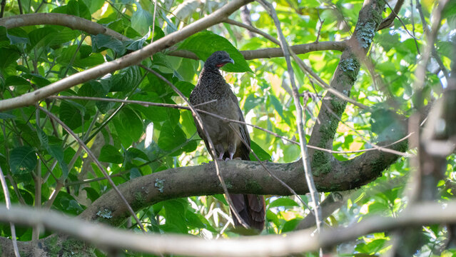 La guacharaca culirroja, chachalaca culirroja2​ o cocrico (Ortalis ruficauda) es una especie de ave galliforme de la familia Cracidae, su h&aacute;bitat las cadenas monta&ntilde;osas, principalmente cerca de afluen