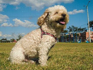 White frespuder dog sitting with its tongue out in a park in Bosa – Bogotá - Colombia