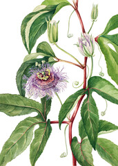 Maypop flower png botanical illustration watercolor - obrazy, fototapety, plakaty