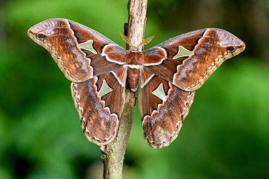 Giant silk moth (Rothschildia sp). Bosque de Paz, Costa Rica. 