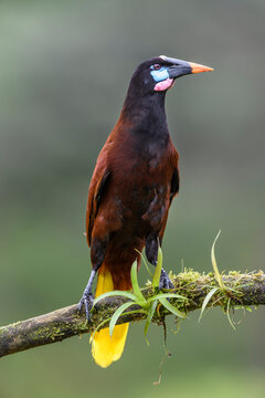 Montezuma oropendola (psarocolius montezuma) perched on branch. Boca Tapada, Costa Rica. 