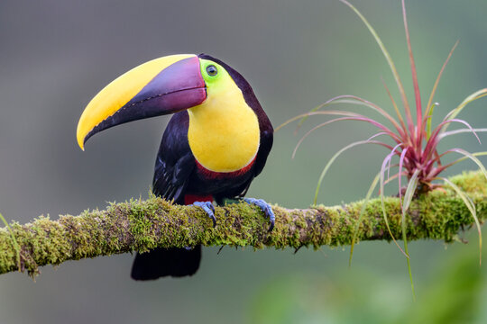 Black-mandibled toucan (Ramphastos ambiguus) perched on branch. Boca Tapada, Costa Rica. 