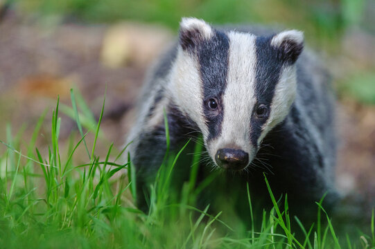 European badger (Meles meles) foraging, portrait. Devon, England, UK. June. 