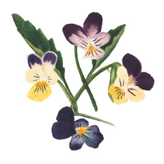 Purple yellow pansy flower png botanical illustration watercolor