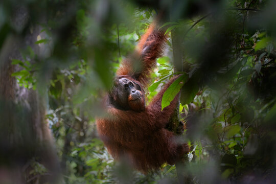 Bornean orangutan (Pongo pygmaeus) male climbing in rainforest understorey. Danum Valley, Borneo, Malaysia. 