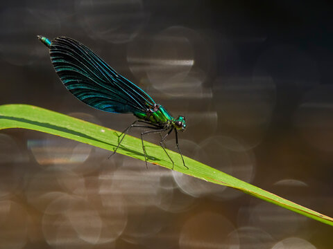 Beautiful Demoiselle damselfly, , (Calopteryx virgo), , male perching above river, , Wales, UK 