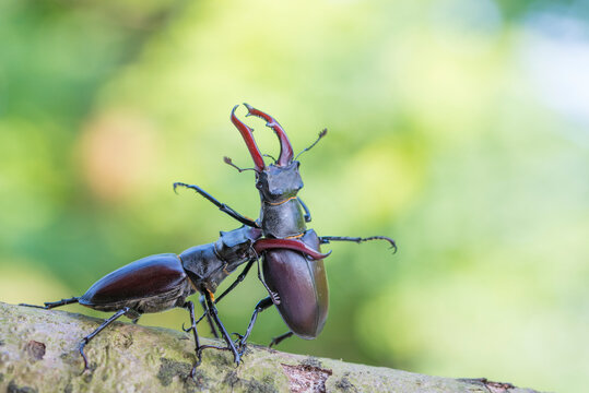 Stag beetle (Lucanus cervus), two males fighting. The Netherlands. June. 