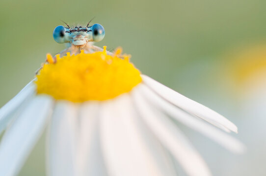 White-legged damselfly (Platycnemis pennipes) peering over Oxeye daisy (Leucanthemum vulgare) flower. The Netherlands. August. 
