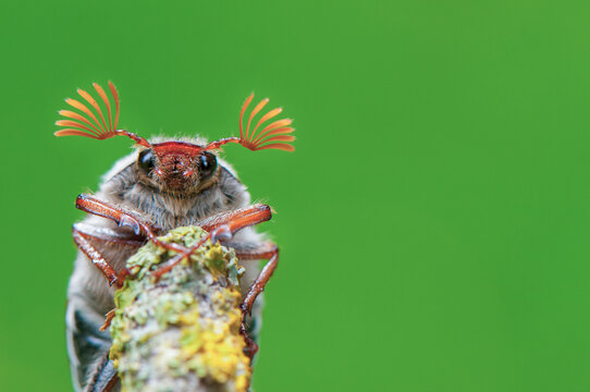 Cockchafer beetle (Melolontha melolontha). France. May. 