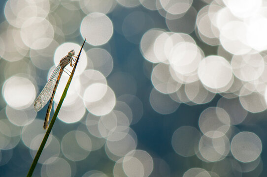 Small emerald damselfly (Lestes virens) resting on stem. The Netherlands. May. 