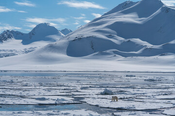 Polar bear (Ursus maritimus) on sea ice. Hornsund, South Spitsbergen National Park, Svalbard, Norway. May 2018. 