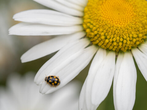 14-spotted ladybird (Propylea quatuordecimpunctata) on Oxeye daisy (Leucanthemum vulgare). Akershus, Viken, Norway. July. 