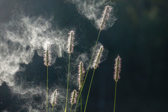 Timothy grass (Phleum pratense), pollen spreading from spikes. Norway. July. 