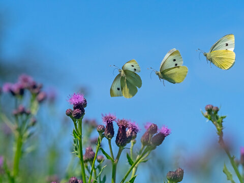 Small white butterfly (Pieris rapae) in flight, composite sequence of wing beats, England, UK. June 