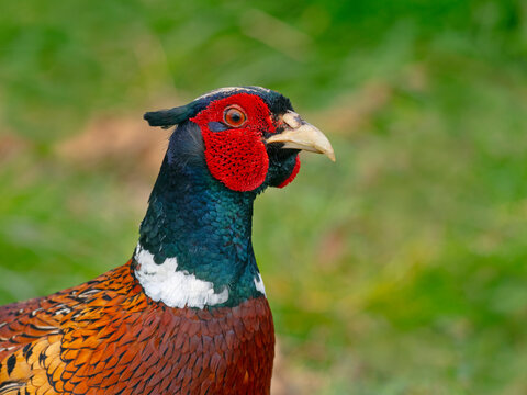 Pheasant (Phasianus colchicus) male in spring, Norfolk, England, UK, April. 