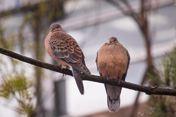 A pair of Oriental Turtle Doves sitting on a branch in the rain.