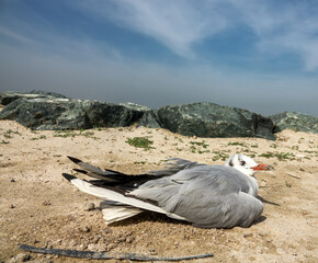 Wintering seagull dies on the shores of the Persian Gulf. Surf foam and sand cover the feathers