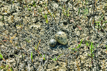 Nest parasitism. Eggs of different bird species in one nest. Probably, owner of nest Lapwing (Vanellus vanellus) rolled collared pratincole (Glareola platincola) egg or evicted pratincole. N Black Sea