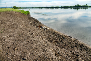 Livestock deaths, loss of cattle. A young bull or cow died on the riverbank