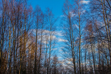 Spring signs. This is popularly called the spring of blue sky and light. Northern birch forest