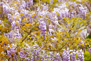 Beautifully blooming wisteria Traditional Japanese flower Purple flowers on background green leaves Spring floral background. Beautiful tree with fragrant, classic purple flowers in hanging clusters - 788517551