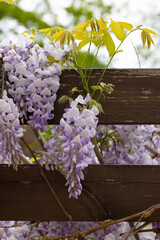 Beautifully blooming wisteria Traditional Japanese flower Purple flowers on background green leaves Spring floral background. Beautiful tree with fragrant, classic purple flowers in hanging clusters - 788517557