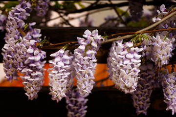 Beautifully blooming wisteria Traditional Japanese flower Purple flowers on background green leaves Spring floral background. Beautiful tree with fragrant, classic purple flowers in hanging clusters - 788518330