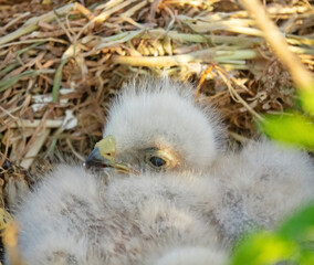 Long-legged buzzard (Buteo rufinus) nestlings are 5 days old, elder's eyes are open. White chicks in the first downy plumage, they don 't hold heads well, sleep a lot. Crimea, Kerch Peninsula. Series - obrazy, fototapety, plakaty