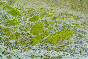 Green foam and plant remains on the surface of the reservoir. Organic pollution in the spring...