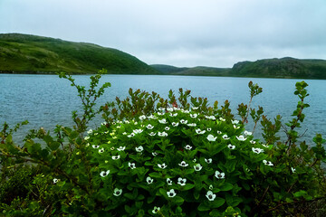 Flora of northern Scandinavia. The strict carved petal beauty of the Dwarf cornel (Cornus suecia). the skerry coast of the Barents Sea, the Kola Peninsula