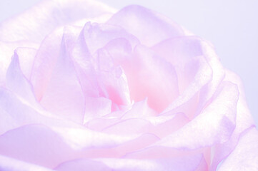 luxurious light pastel rose. Extreme Flower Close-up. full frame. Blur and selective focus.