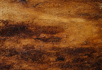 Close up bark of tree, textured surface in natural tones.