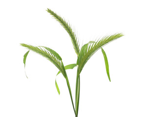 Fototapeta premium Green grass with seeds isolated on white background and texture, clipping path 