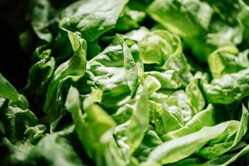 Nahaufnahme eines Kopfsalat
