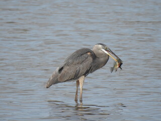 A hungry great blue heron with a white perch in its beak. Bombay Hook National Wildlife Refuge, Kent County, Delaware.