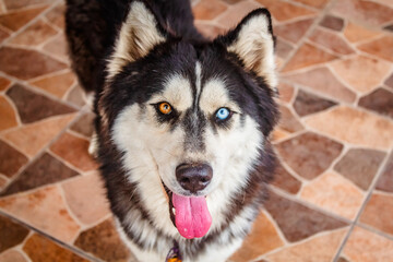 Siberian husky dog with different color eyes, blue and brown
