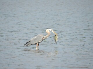 A hungry great blue heron with a white perch in its beak. Bombay Hook National Wildlife Refuge, Kent County, Delaware.
