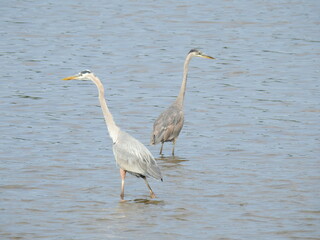 A pair of great blue herons standing in the wetland water of the Bombay Hook National Wildlife Refuge, Kent County, Delaware.