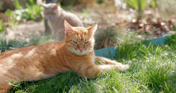 Cute ginger and scottish cat relaxing in backyard garden. Furry cats outdoor lies on lawn