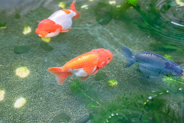 Goldfish in aquarium fish pond close up - 788529724