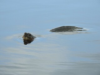 A common snapping turtle swimming in the wetland waters of the Bombay Hook National Wildlife...
