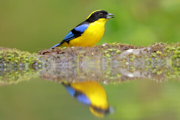 Blue-winged Mountain Tanager (Anisognathus somptuosus) Ecuador