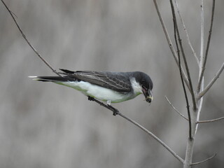 A hungry eastern kingbird with a bumble bee in its beak. Bombay Hook National Wildlife Refuge, Kent...