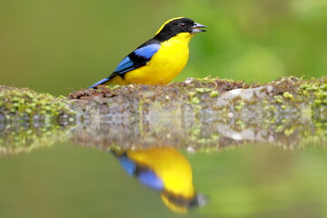 Blue-winged Mountain Tanager (Anisognathus somptuosus) Ecuador