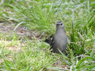 A gray catbird living within the Bombay Hook National Wildlife Refuge, Kent County, Delaware.
