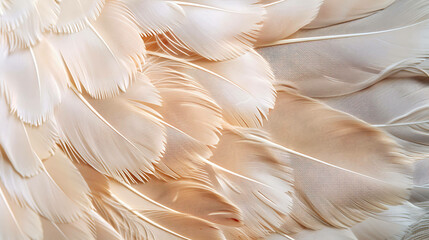 Delicate ostrich feathers background in soft pastel beige color. Fluffy texture of bird plumage....