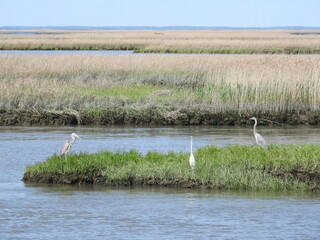 The beautiful scenery of the wetlands within the Bombay Hook National Wildlife Refuge, Kent County,...